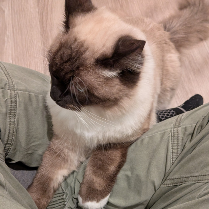 Tell Your Cat I Said Hi