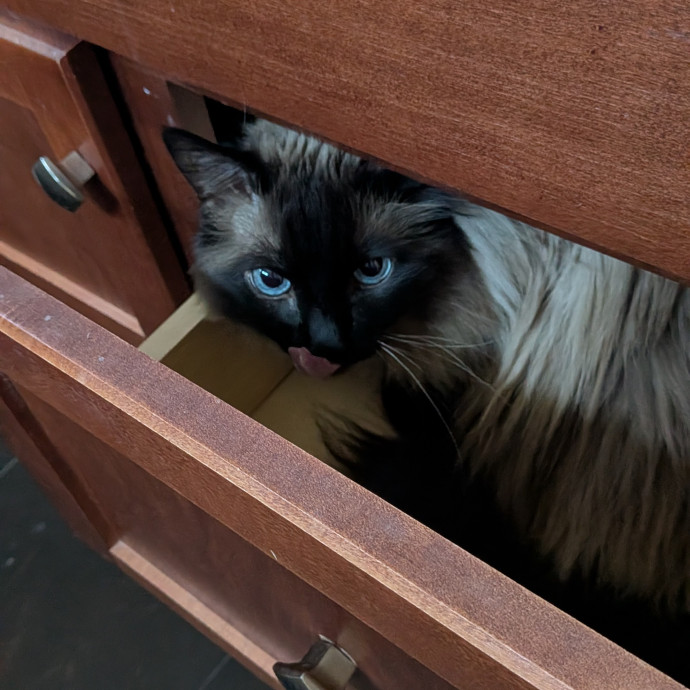 Tell Your Cat I Said Hi