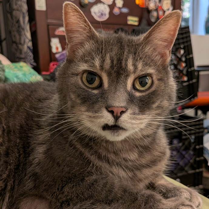 Tell Your Cat I Said Hi photo 3