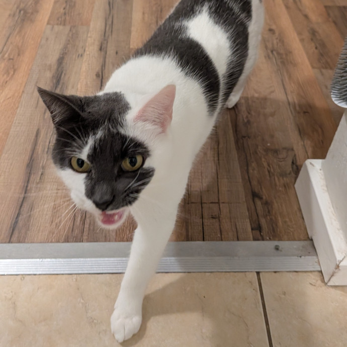 Tell Your Cat I Said Hi photo 2