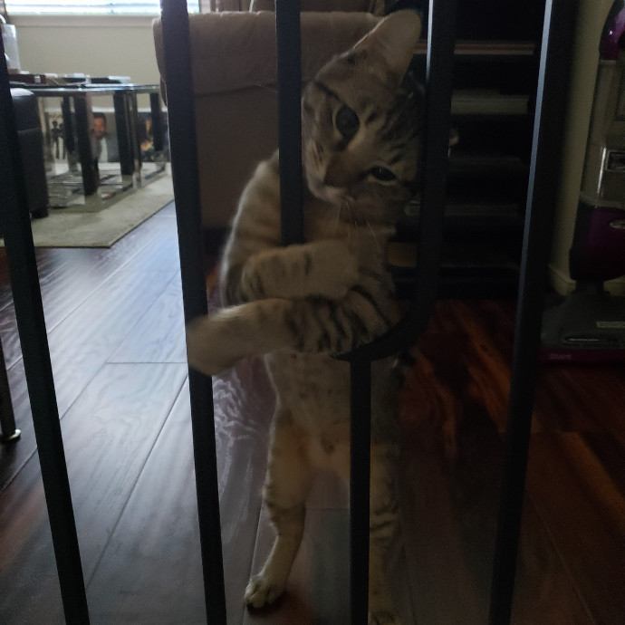 A Cat's Purrfect Mom In Houston