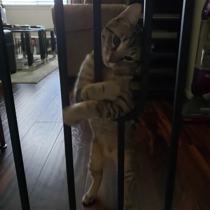 A Cat's Purrfect Mom In Houston