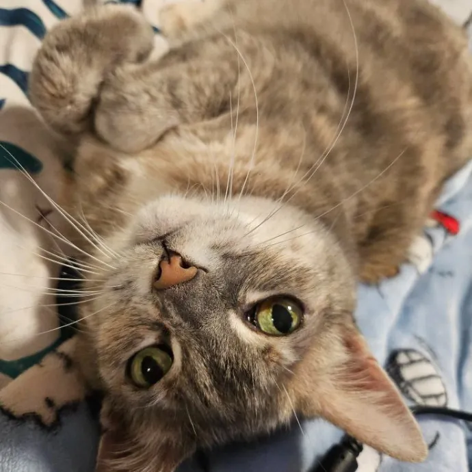 A Cat's Purrfect Mom In Houston