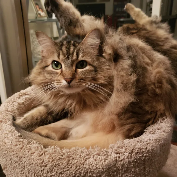 A Cat's Purrfect Mom In Houston