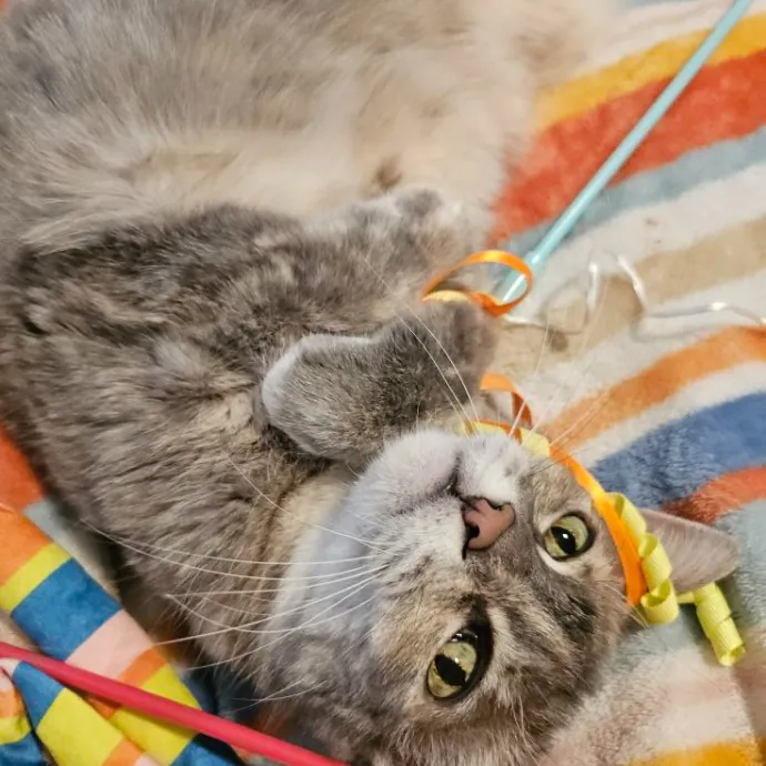 A Cat's Purrfect Mom In Houston