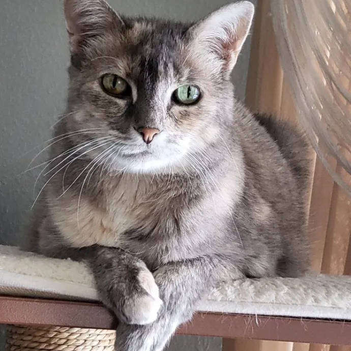 A Cat's Purrfect Mom In Houston