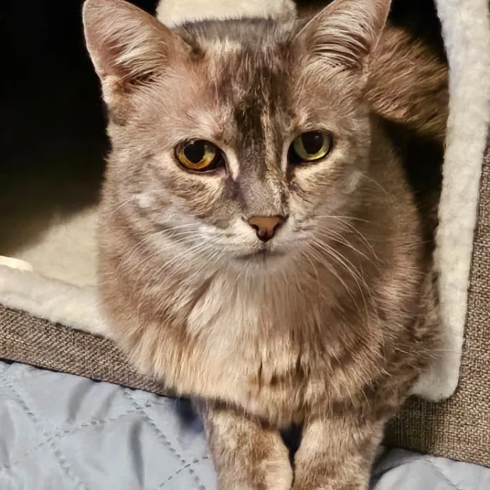 A Cat's Purrfect Mom In Houston