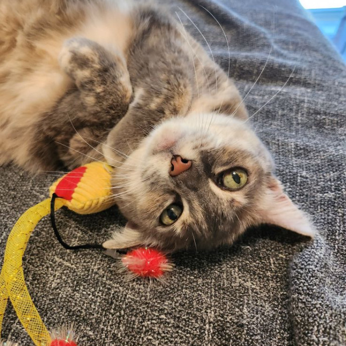 A Cat's Purrfect Mom In Houston