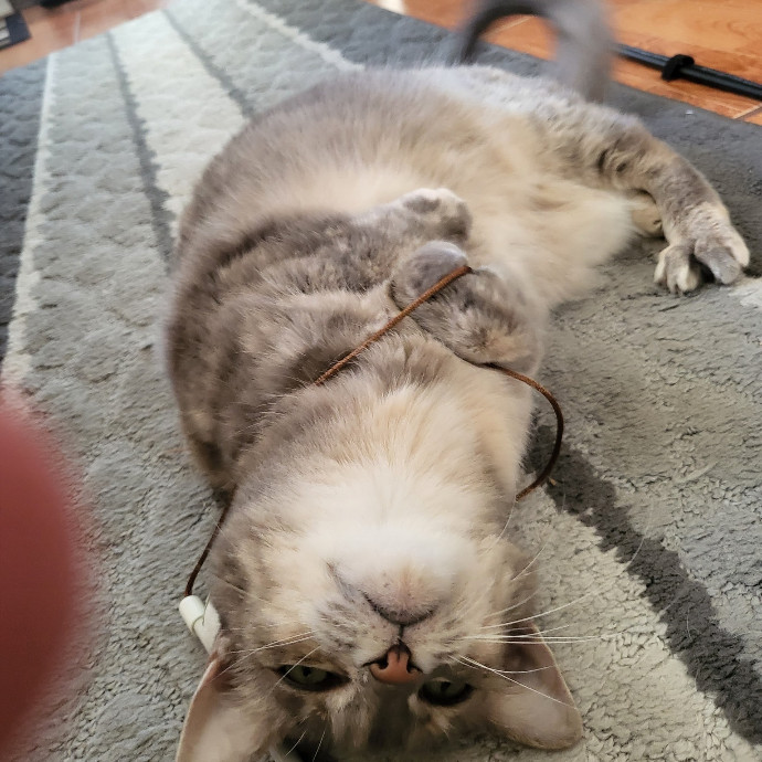 A Cat's Purrfect Mom In Houston