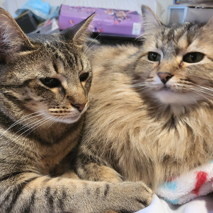 A Cat's Purrfect Mom In Houston