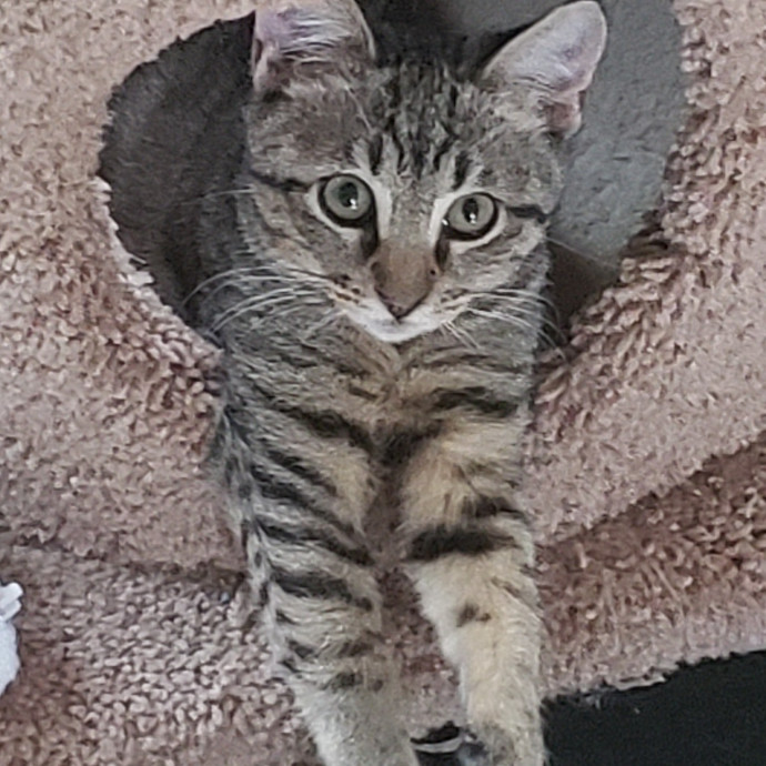 A Cat's Purrfect Mom In Houston photo 3