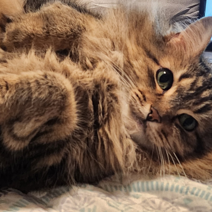 A Cat's Purrfect Mom In Houston photo 2