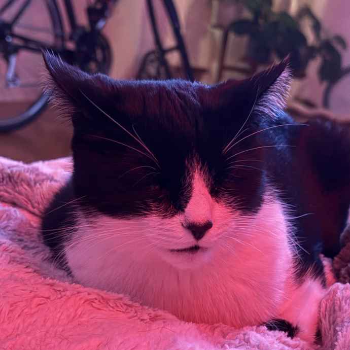 Madi K's Kitty Care