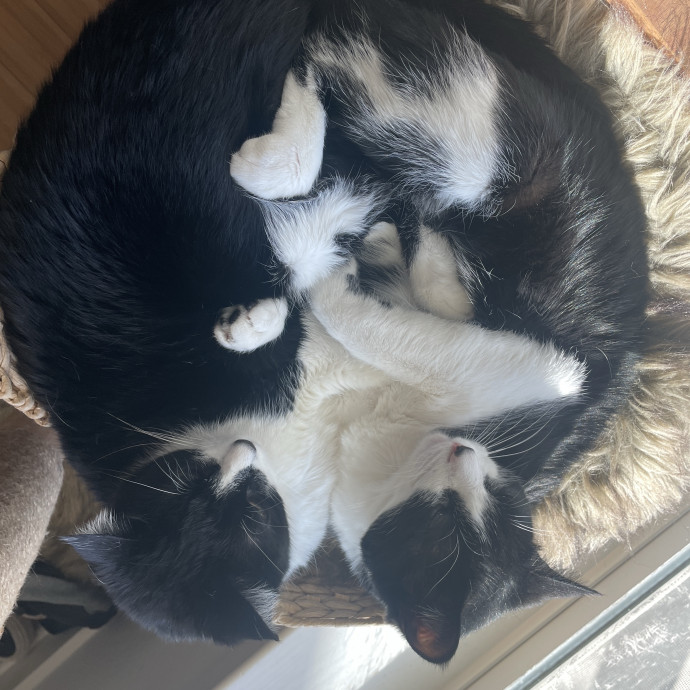 Madi K's Kitty Care