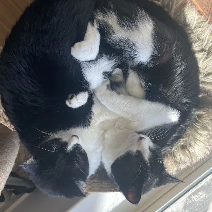 Madi K's Kitty Care