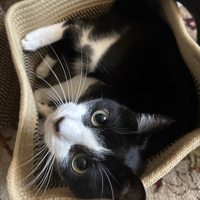 Madi K's Kitty Care