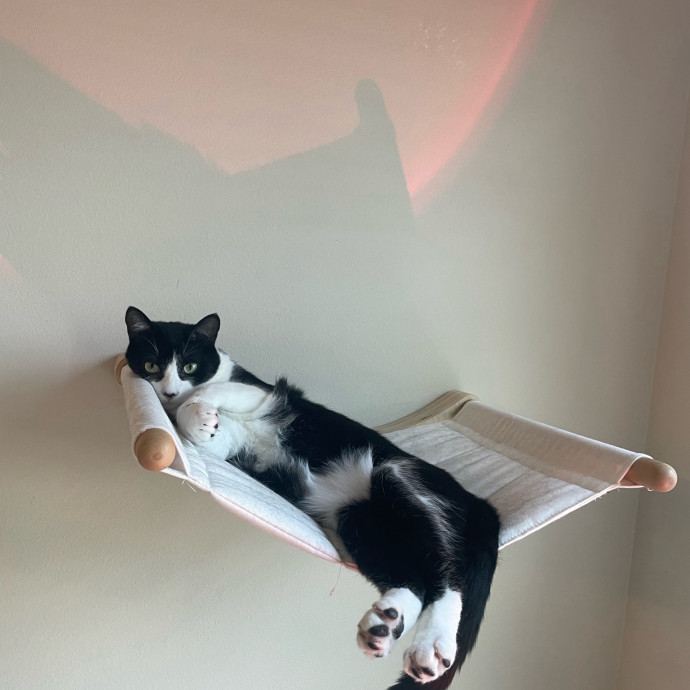 Madi K's Kitty Care photo 3