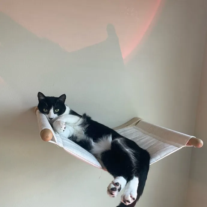 Madi K's Kitty Care photo 3