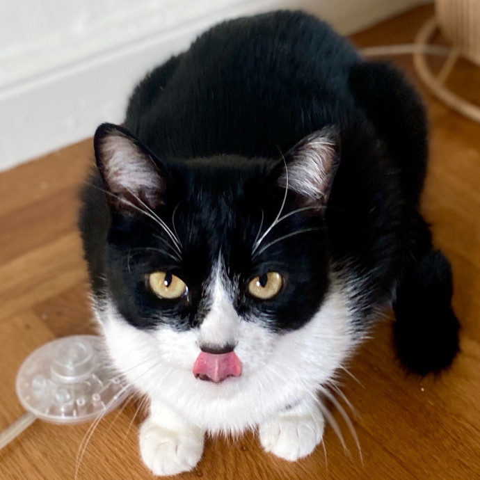 Madi K's Kitty Care photo 2