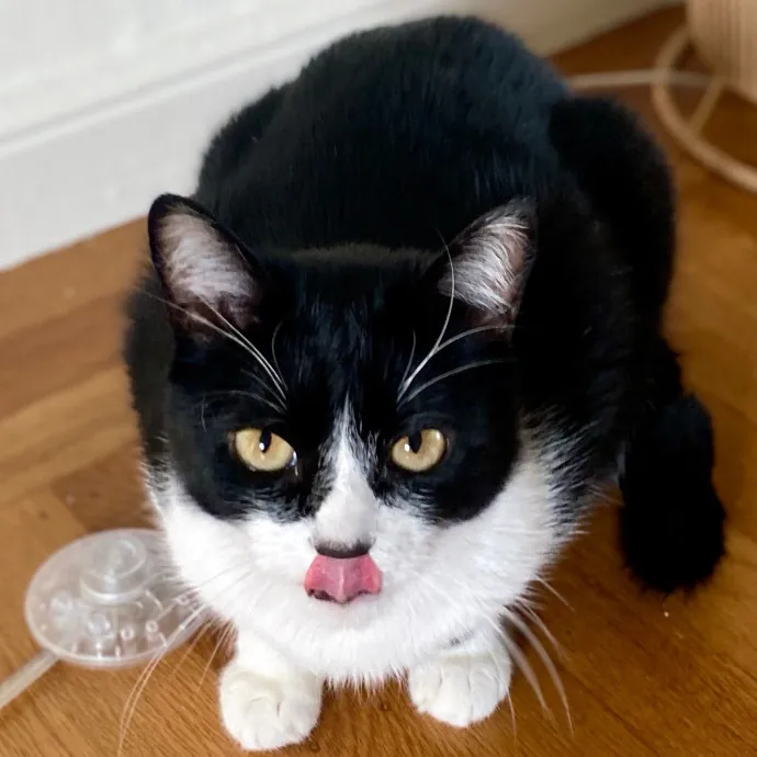 Madi K's Kitty Care photo 2