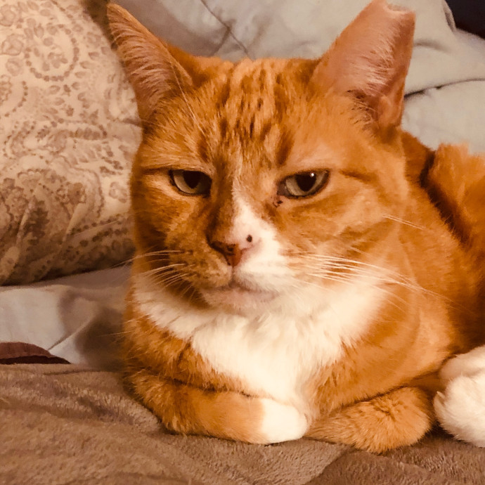Shy Cats Are My Specialty