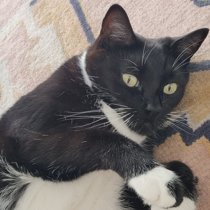 The Egyptians Were Right Cats Are Gods