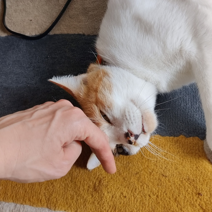 The Egyptians Were Right Cats Are Gods