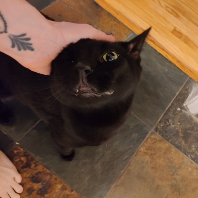 The Egyptians Were Right Cats Are Gods