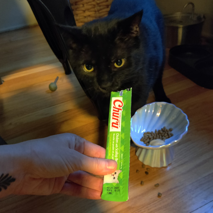 The Egyptians Were Right Cats Are Gods