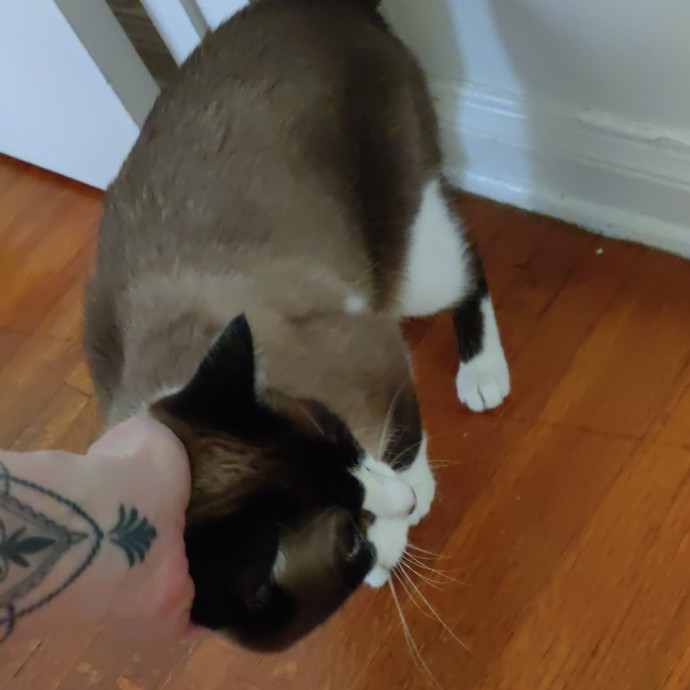 The Egyptians Were Right Cats Are Gods