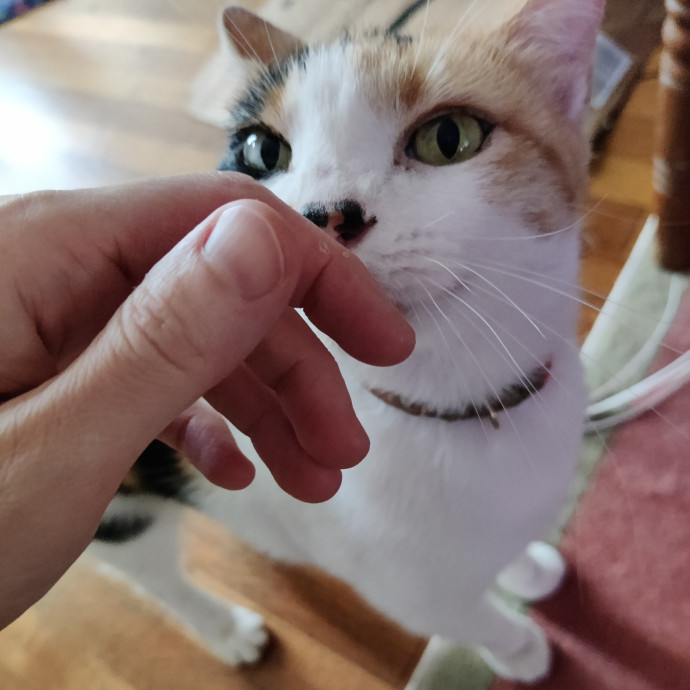 The Egyptians Were Right Cats Are Gods