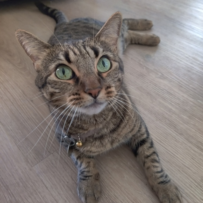 The Egyptians Were Right Cats Are Gods
