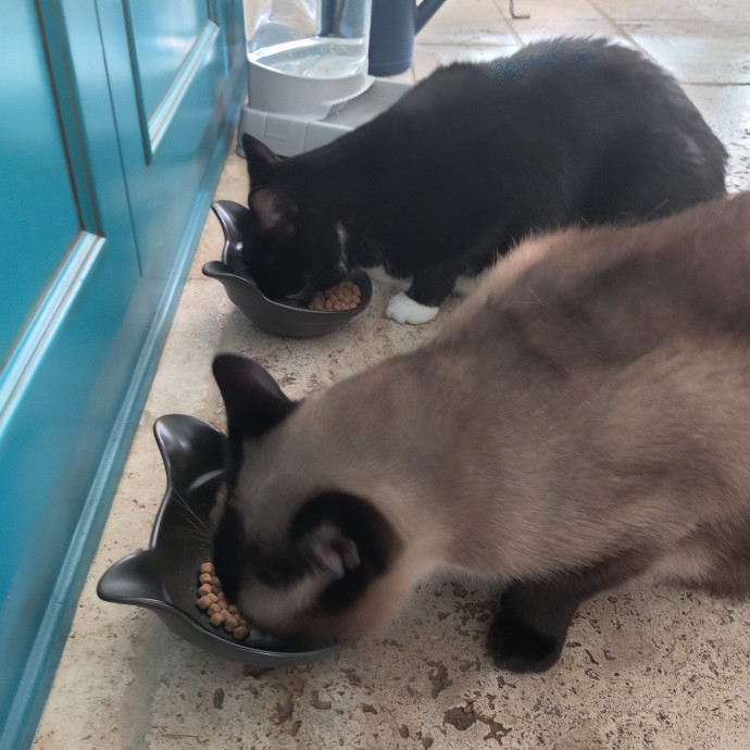 The Egyptians Were Right Cats Are Gods