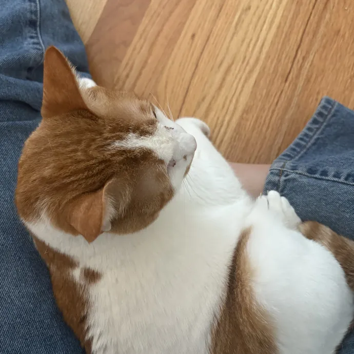 Kitty Fanatic
