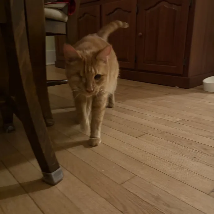 Kitty Fanatic