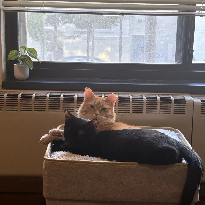 Kitty Fanatic