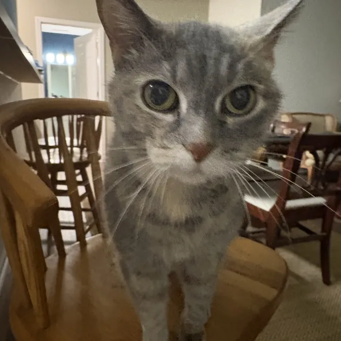 Kitty Fanatic