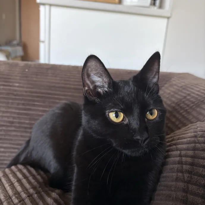 Kitty Fanatic