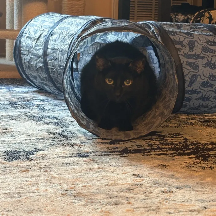 Kitty Fanatic