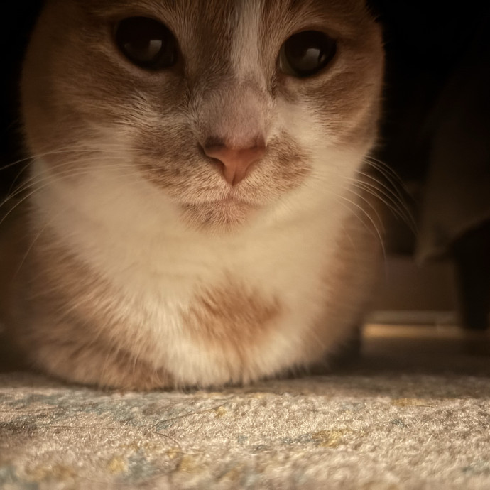 Kitty Fanatic