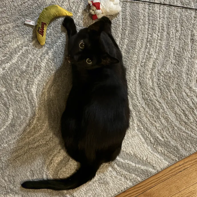 Amelia M.
