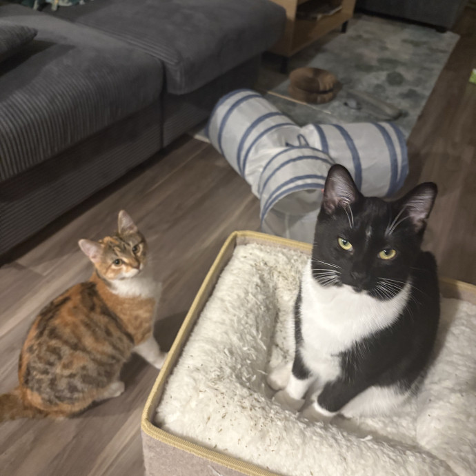 Kitty Fanatic
