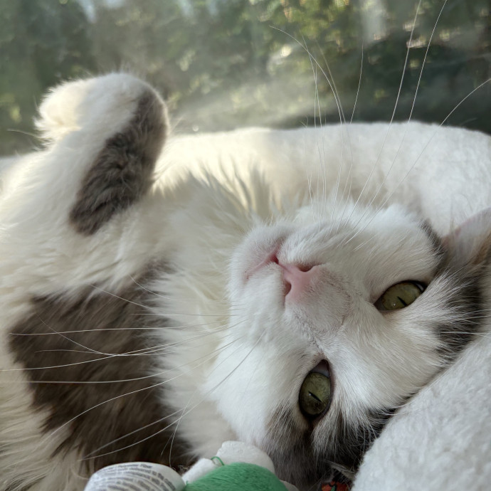 Kitty Fanatic