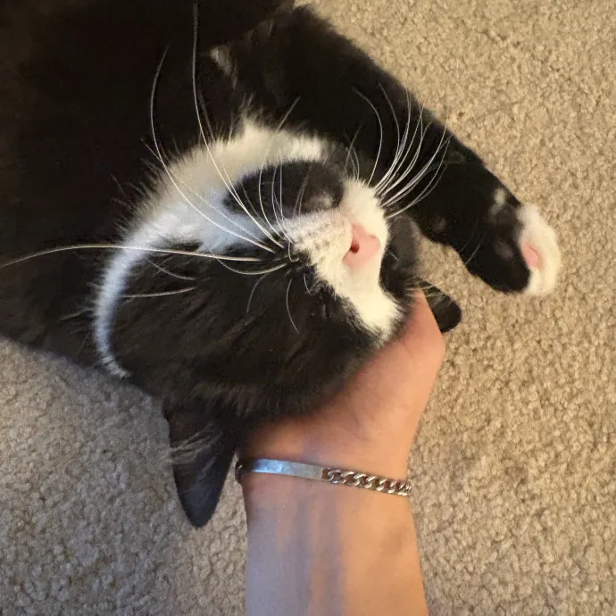 Kitty Fanatic photo 3