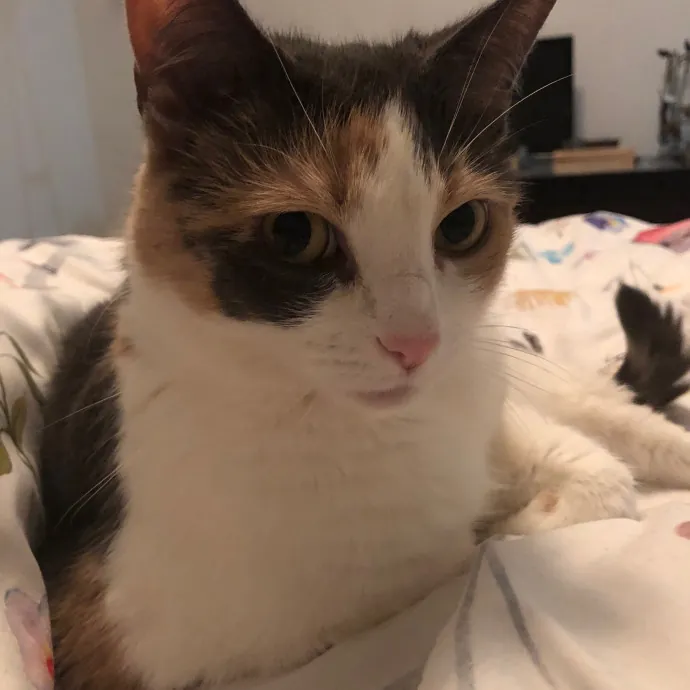 The Cat's Pajamas Cat Sitting Services