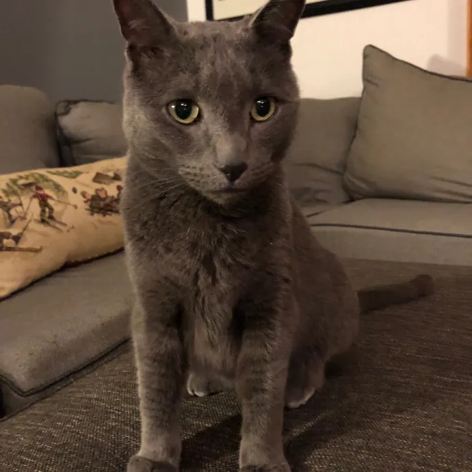 The Cat's Pajamas Cat Sitting Services