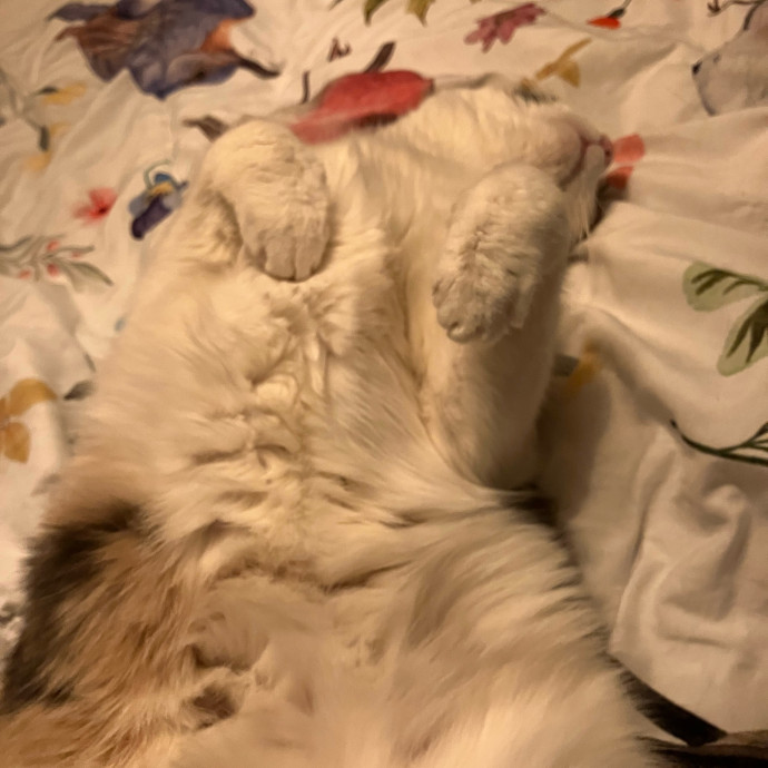 The Cat's Pajamas Cat Sitting Services