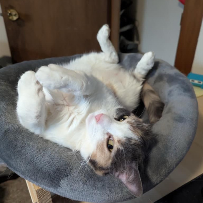 The Cat's Pajamas Cat Sitting Services photo 3