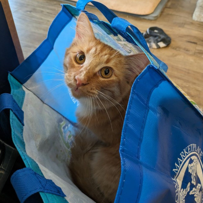 Daphne's Exceptional Cat Sitting