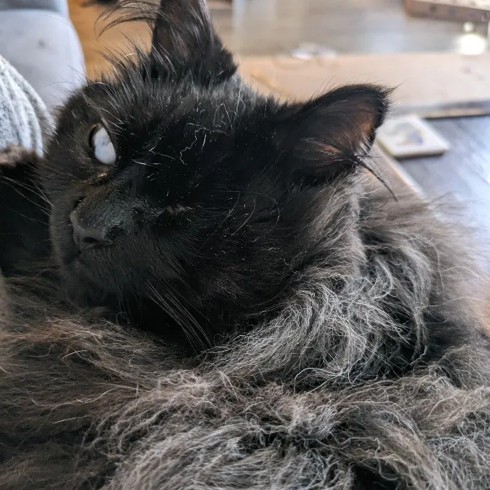 Daphne's Exceptional Cat Sitting photo 3